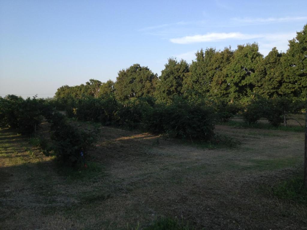 Societa Agricola Le More Agriturismo La Dondina Budrio  Exterior photo